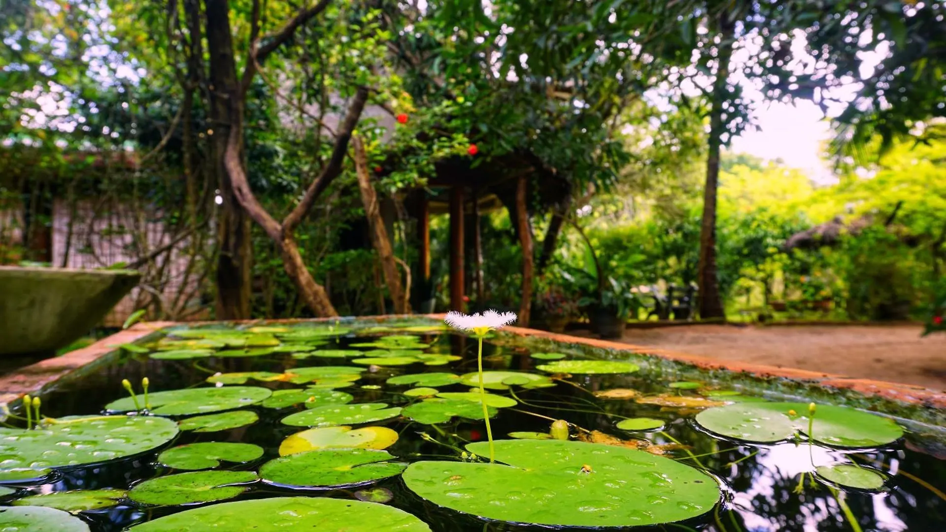 Sigiri Dilu Villa Sigiriya